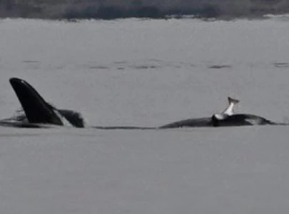 Why are orcas wearing dead salmon on their heads again? Experts puzzled by revival of odd trend